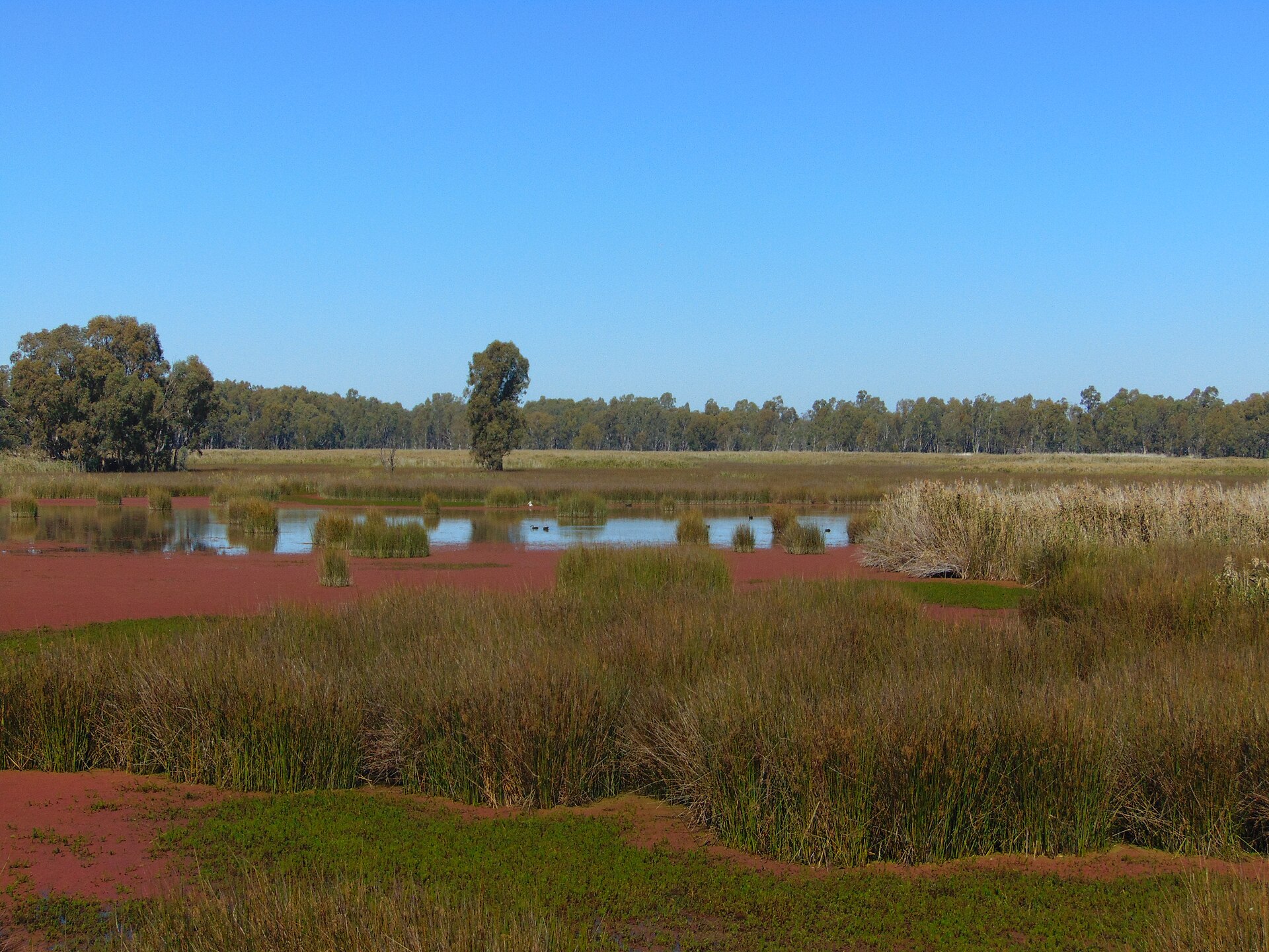 Wetlands & Wildlife: A Birdwatcher's Loop