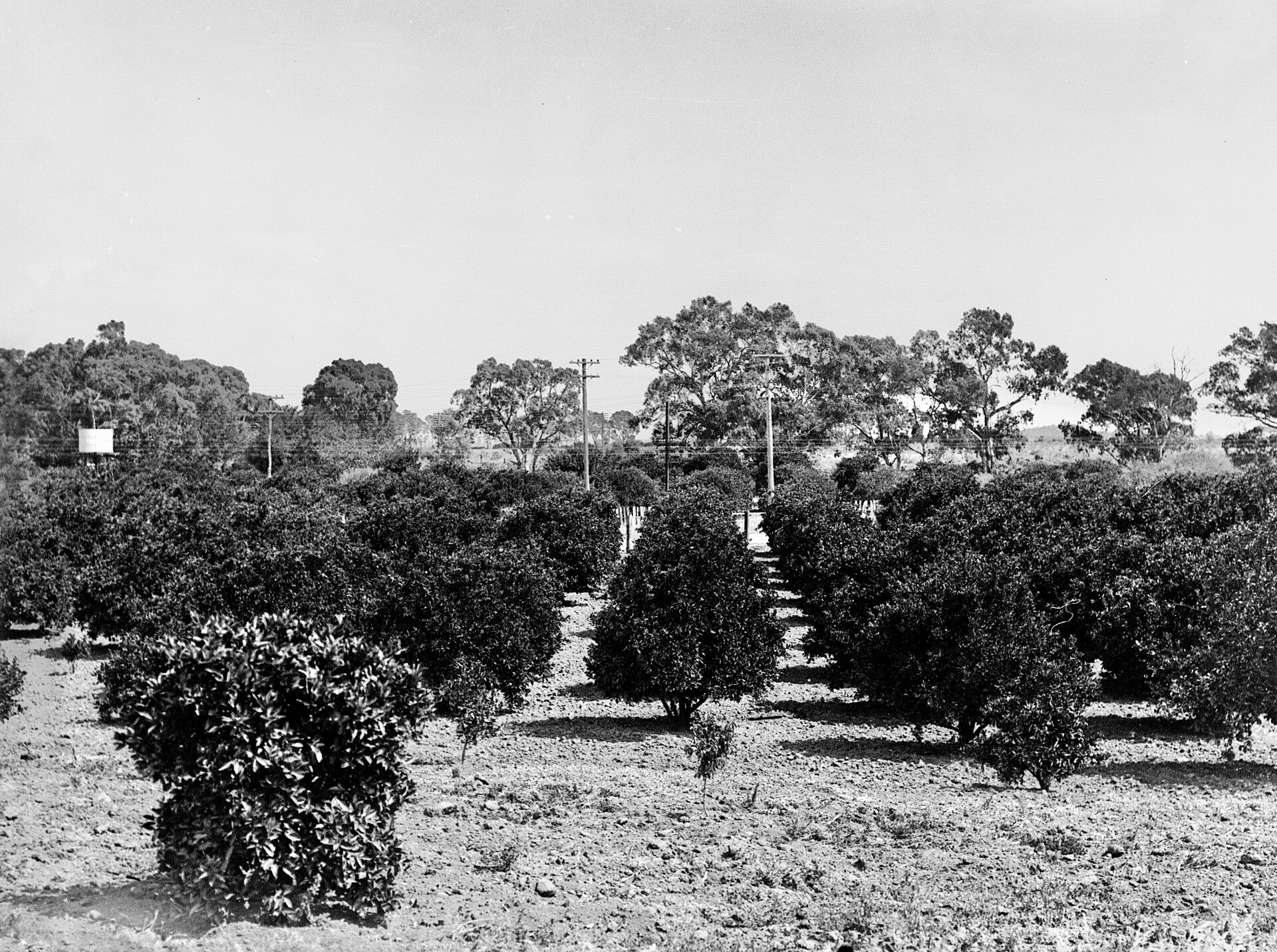 Nippy's Waikerie Kiosk