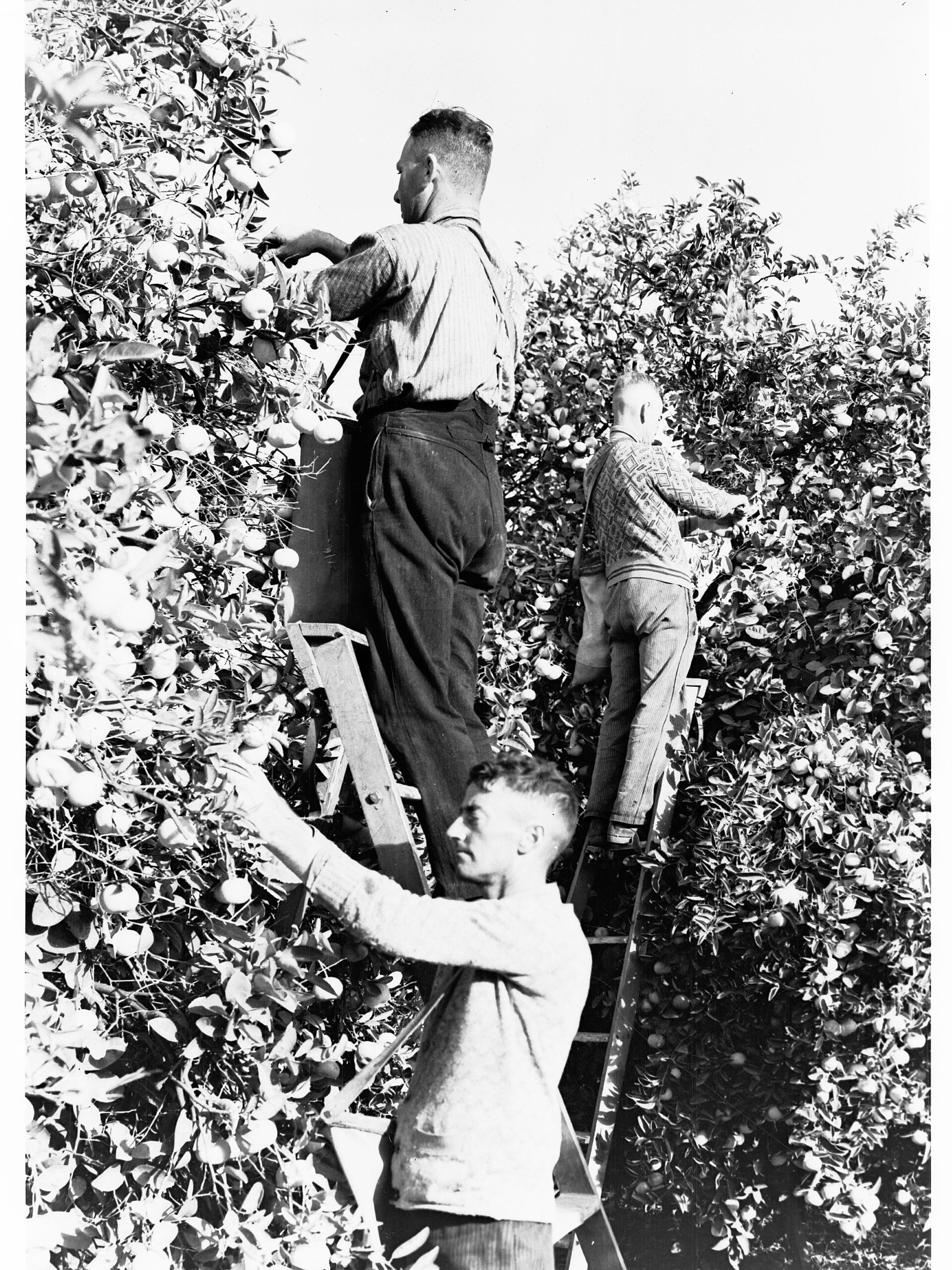 Citrus country: the Riverland harvest